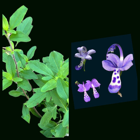 Trichostemma dichotomum | Forked Bluecurls | Florida Native Flowering Shrub - Paradise Found Nursery