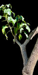 Uncarina stellulifera | Purple Flower Mousetrap Tree | Exact HUGE Specimen
