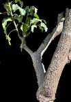 Uncarina stellulifera | Purple Flower Mousetrap Tree | Exact HUGE Specimen