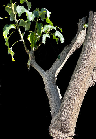Uncarina stellulifera | Purple Flower Mousetrap Tree | Exact HUGE Specimen