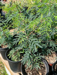 Vachellia farnesiana | Florida Sweet Acacia Tree | Huge Flowers | Drought Tolerant - Paradise Found Nursery