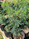 Vachellia farnesiana | Florida Sweet Acacia Tree | Huge Flowers | Drought Tolerant - Paradise Found Nursery