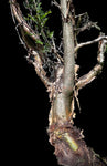 Bursera hybrid Elephant Tree Frankincense Caudex