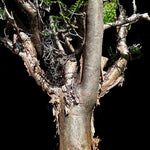 Bursera hybrid Elephant Tree Frankincense Caudex
