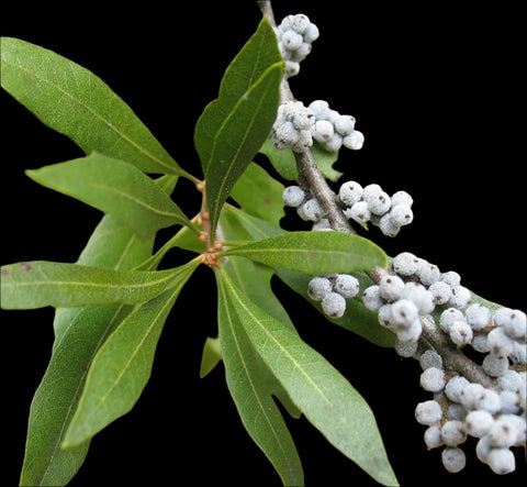 Wax Myrtle | Myrcia cerifera | Florida & USA Native Tree