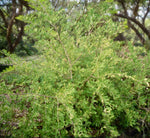 Wild Lime | Xanthoxalum fagara | Florida Native Shrub | Swallowtail Butterfly Host