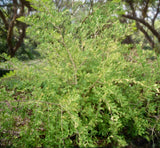 Wild Lime | Xanthoxalum fagara | Florida Native Shrub | Swallowtail Butterfly Host