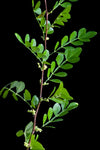 Wild Lime | Xanthoxalum fagara | Florida Native Shrub | Swallowtail Butterfly Host