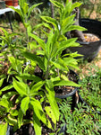 Wood Sage | Germander | Teucrium canadense | Florida Native Wildflower - Paradise Found Nursery