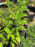 Wood Sage | Germander | Teucrium canadense | Florida Native Wildflower - Paradise Found Nursery