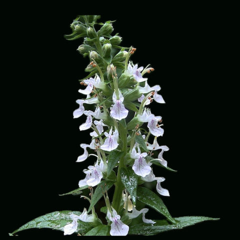 Wood Sage | Germander | Teucrium canadense | Florida Native Wildflower - Paradise Found Nursery