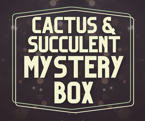 Cactus & Succulents Mystery Box Assorted Succulents