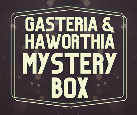 Gasteria & Haworthia Mystery Box Assorted Succulents Ox Tongue Succulent