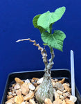 Kedrostis leloja 5"
