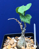 Kedrostis leloja 5"