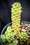 Monadenium ritchiei Euphorbia Dwarf Mounding Succulent