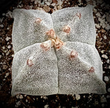 Astrophytum myriostigma quadricostatum