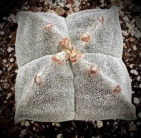 Astrophytum myriostigma quadricostatum