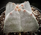 Astrophytum myriostigma quadricostatum | Four Sided Bishops Cap Cactus
