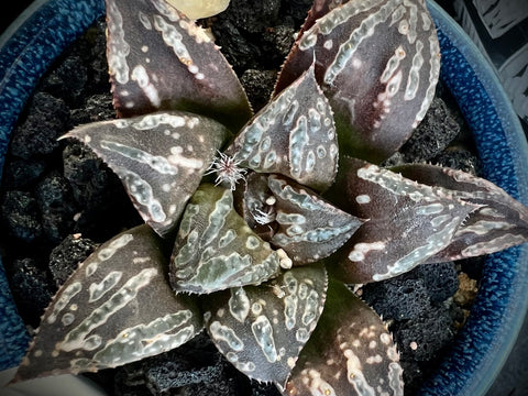 Haworthia splendens 'Forbidden City' 4" pot