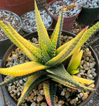 Gasteraloe 'Aveo' Variegated Large Specimen
