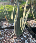 Kumara (formerly aloe) plicatilis Fan Aloe 4"