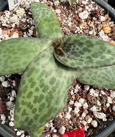 Ledebouria sp IB12610 Wapadspoort