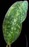 Sansevieria macrophylla Slight variegated Offsets