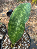 Sansevieria macrophylla Slight variegated Offsets