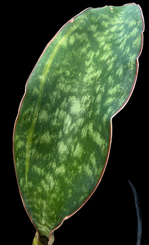 Sansevieria macrophylla Slight variegated Offsets 6"