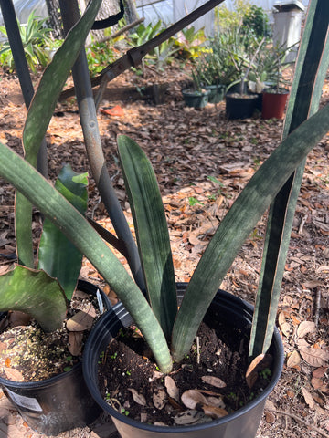 Sansevieria hallii Giant Form 1 Gallon