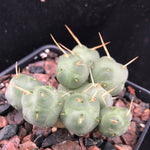 Puna incahuasi 4" Dwarf Opuntia Type