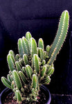 Cereus repandus monstrose cv ‘Fairy Castle' Dwarf Monstrose Cactus