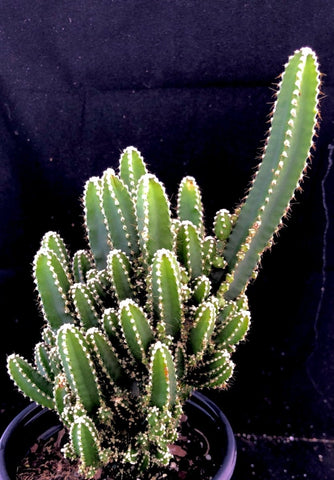 Cereus repandus monstrose cv ‘Fairy Castle' Dwarf Monstrose Cactus