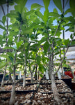 Adansonia digitata Baobab Tree 1 gallon Big Trunk - Paradise Found Nursery