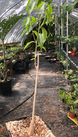 Adansonia za Baobab Tree 1 gallon - Paradise Found Nursery