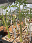 Adenia venenata Caudex Plant