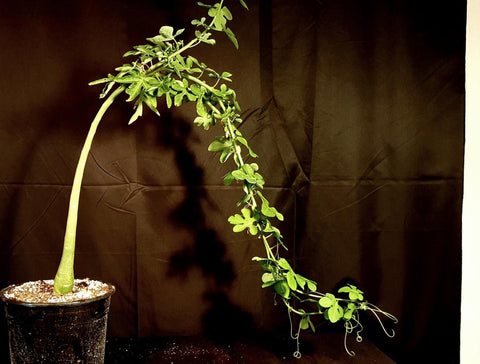 Adenia venenata Caudex Plant