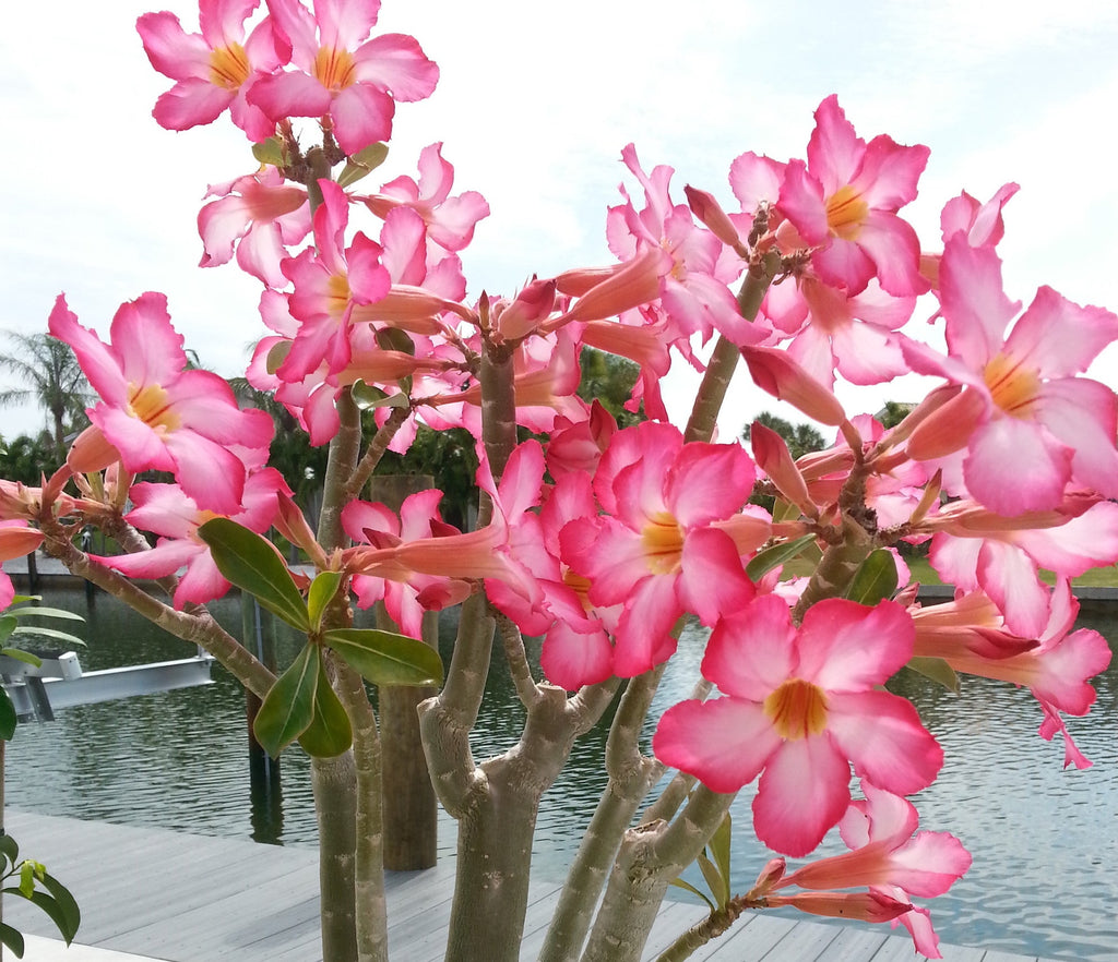 Adenium obesum (Desert Rose) 1 gallon – Paradise Found Nursery