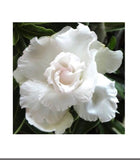 Adenium obesum (Desert Rose) surprise flower 3"