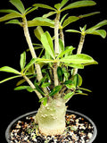Adenium obesum monstrose form 1 gallon EP - Paradise Found Nursery