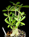 Adenium obesum monstrose form 1 gallon EP - Paradise Found Nursery