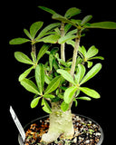 Adenium obesum monstrose form 1 gallon EP - Paradise Found Nursery
