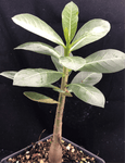 Adenium "Thai socotranum"