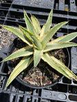 Agave 'Cornelius' aka Quasimoto Agave - Paradise Found Nursery
