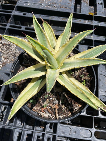 Agave 'Cornelius' aka Quasimoto Agave - Paradise Found Nursery
