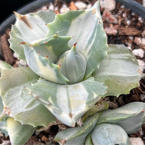 Agave isthmensis Shoji-raijin Dwarf Variegated 4" - Paradise Found Nursery