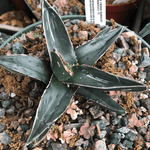 Agave nickelsiae 6"