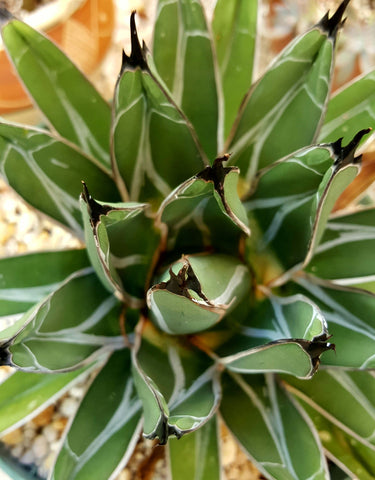 Agave nickelsiae 6"