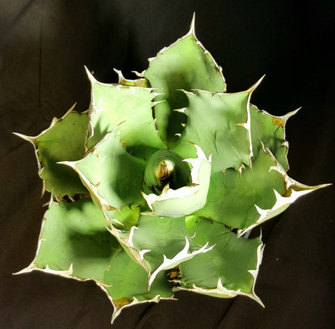 Agave oteroi Rare Toothy Agave - Paradise Found Nursery